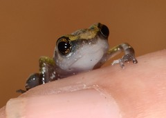 Eleutherodactylus pallidus