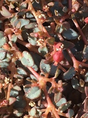 Euphorbia parishii