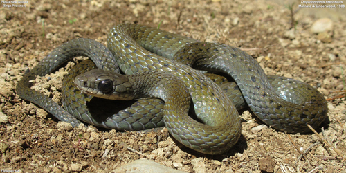 Papua New Guinea Montane Keelback