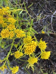 Flaveria floridana