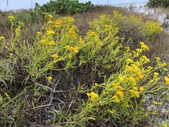 Flaveria floridana