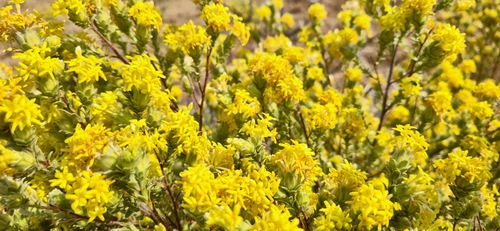 Summer Curryflower (Lasiosiphon polycephalus)