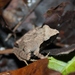 Rough-backed Forest Frog - Photo (c) Thomas Brown, some rights reserved (CC BY-NC), uploaded by Thomas Brown