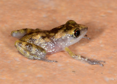 Eleutherodactylus pallidus