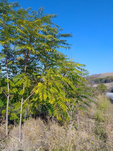 tree-of-heaven