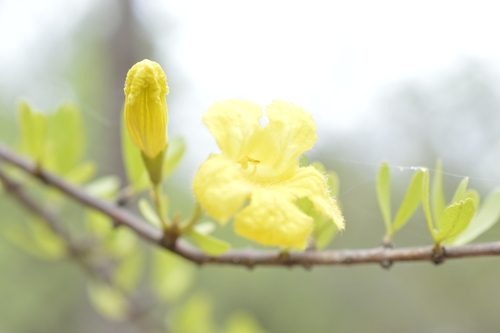 Tabebuia nodosa, photograph 5