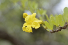 Tabebuia nodosa, photograph (c) E Santos Ortega, some rights reserved (CC BY)