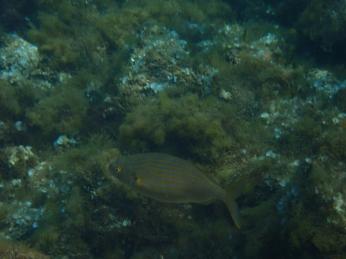 Sarpa salpa