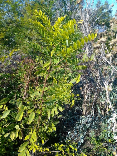 black locust