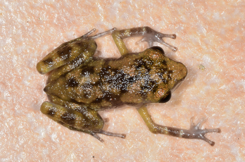 Pale Peeping Frog
