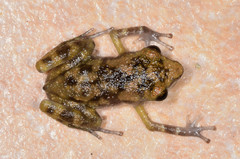 Eleutherodactylus pallidus