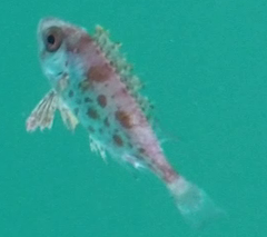 Priacanthus macracanthus