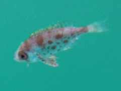 Priacanthus macracanthus