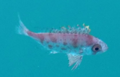 Priacanthus macracanthus