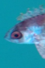 Priacanthus macracanthus