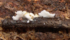 Clitopilus hobsonii