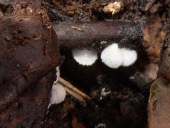 Clitopilus hobsonii