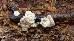 Clitopilus hobsonii