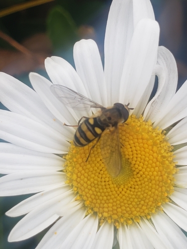 Unknown species found near Newark, DE 19716, USA
