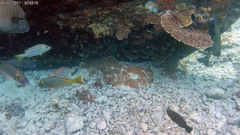 Lutjanus carponotatus