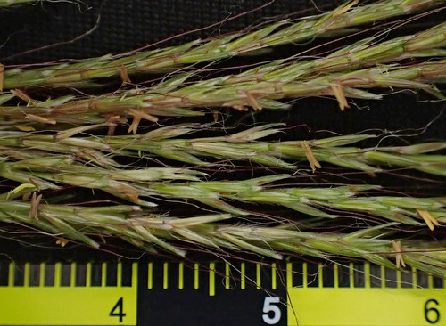 Microstegium biaristatum observed 2025-10-23