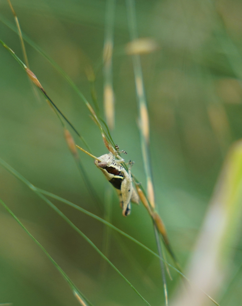 Phaeocatantops johnstoni