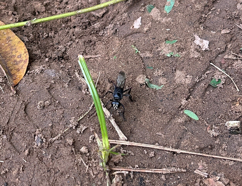 Sphex fumicatus