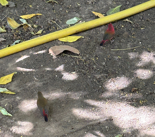Red-billed Firefinch