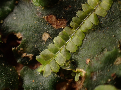 Heteroscyphus argutus observed 2025-10-23