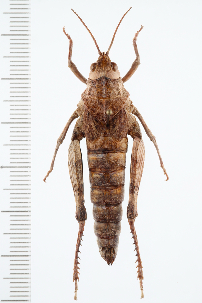 Eotmethis unicolor