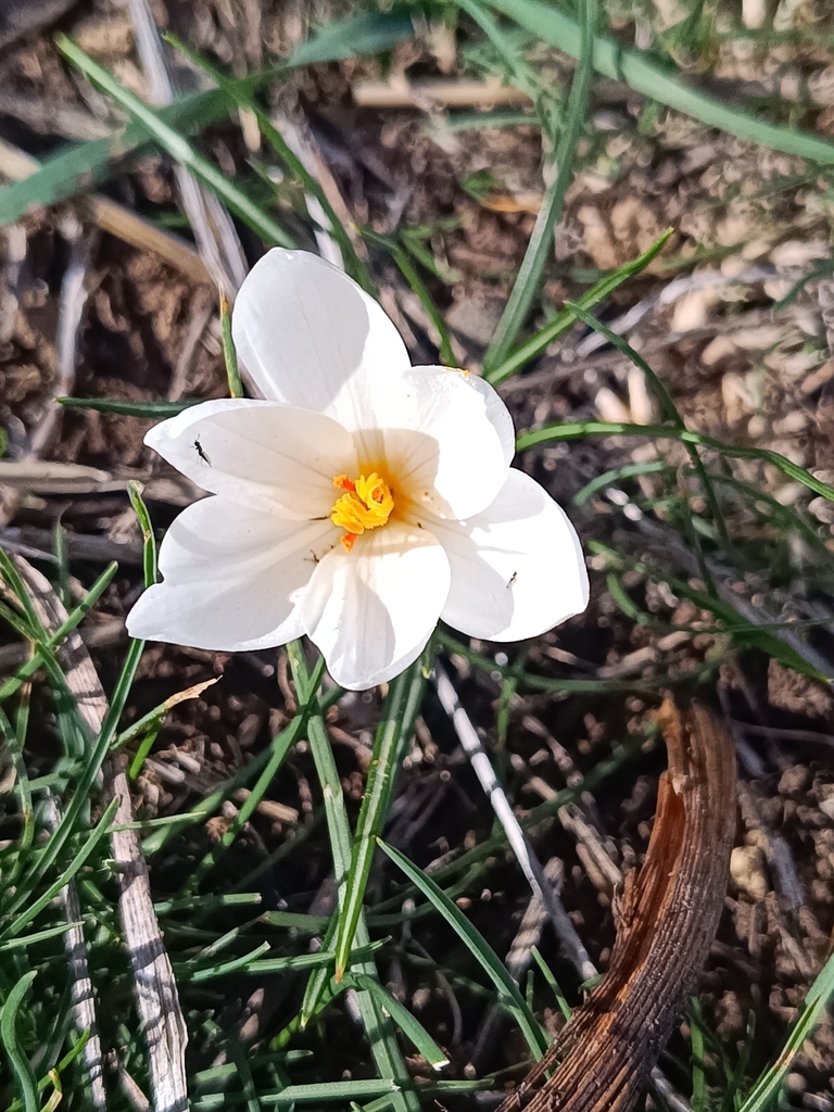 Crocus