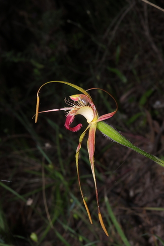 Rusty Spider Orchid (Caladenia ferruginea)