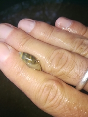 Olivella columellaris