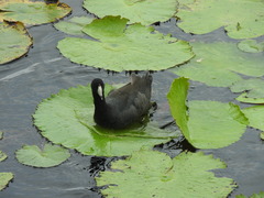 Fulica americana