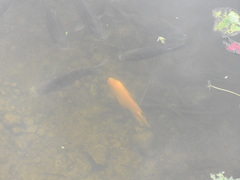 Oreochromis mossambicus