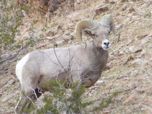 Desert Bighorn Sheep