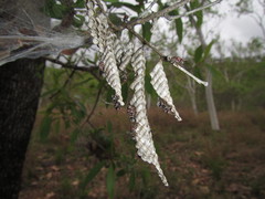 Ropalidia revolutionalis