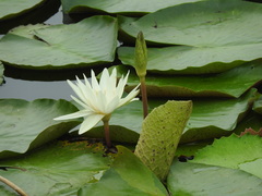 Nymphaea pulchella