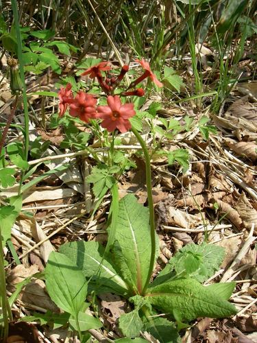 Primula japonica