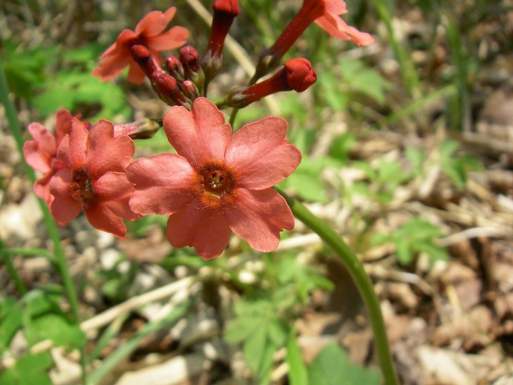 Primula japonica, Nagano, JP