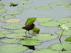 Jacana spinosa