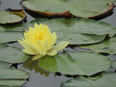 Nymphaea mexicana