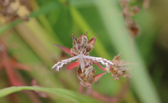 Singularia alternaria