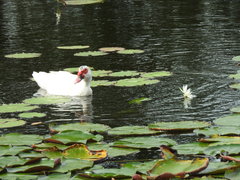 Cairina moschata domestica
