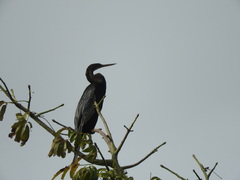 Anhinga anhinga