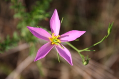 Sabatia