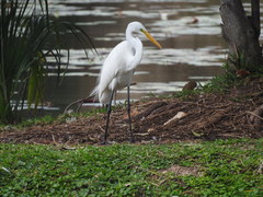 Ardea alba