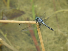 Micrathyria aequalis