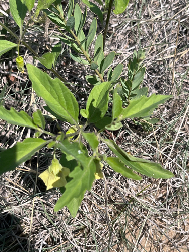 Virginia groundcherry (Physalis virginiana)