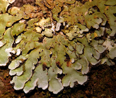 Physconia enteroxantha